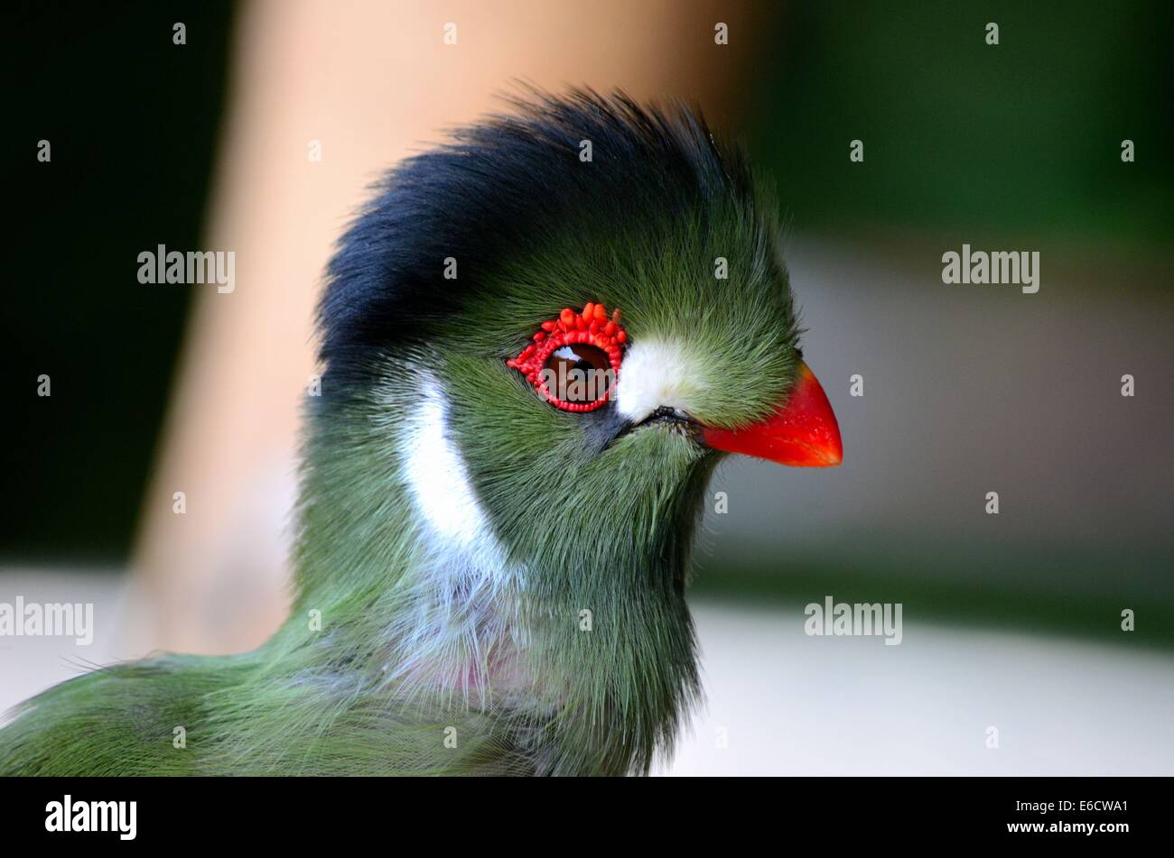 Touraco Vert Délicat Oiseau Avec Le Bec Rouge Noir Blanc Et