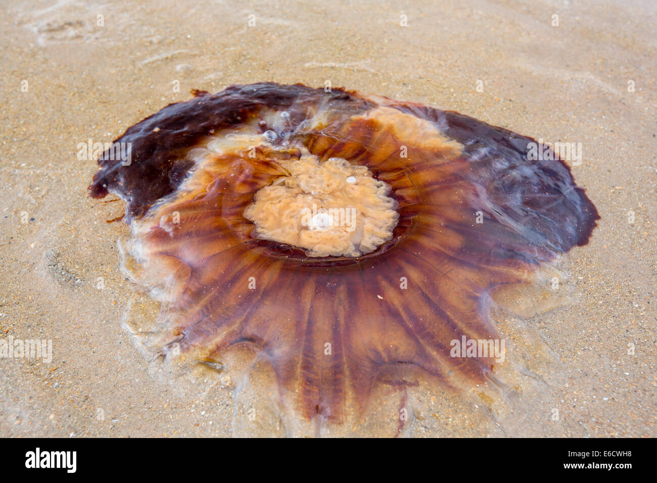 Méduse à crinière de lion, Cyanea capillata, échoués sur une plage de Nothumberland. Banque D'Images