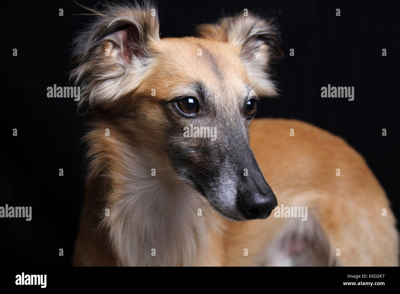 Whippet à poil long Windsprite ou Silken, whippet Banque D'Images