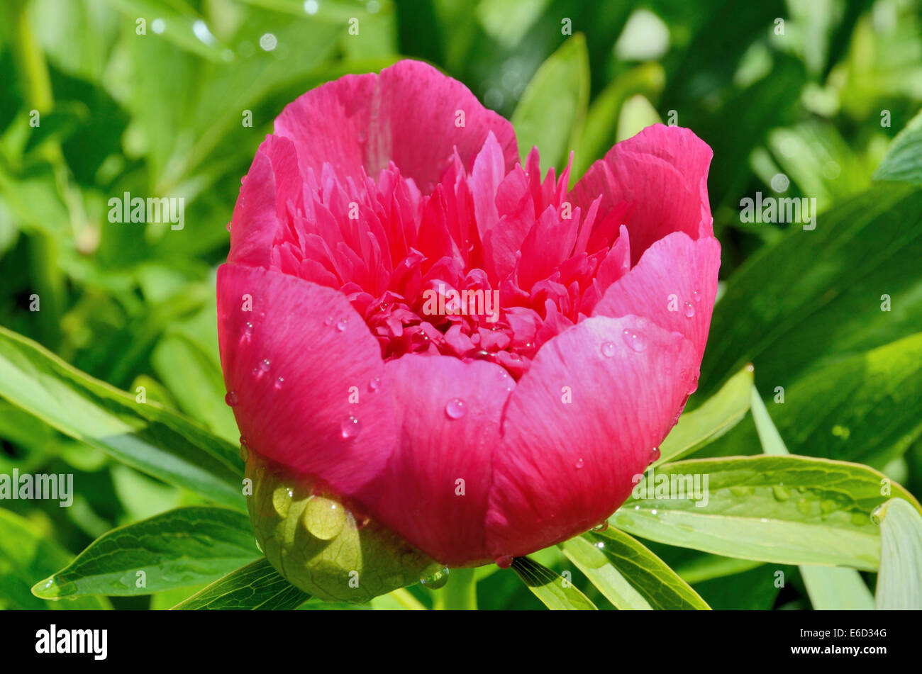 Fleur d'une pivoine, le cultivar d'un portrait de la pivoine (Paeonia daurica ssp.) Banque D'Images