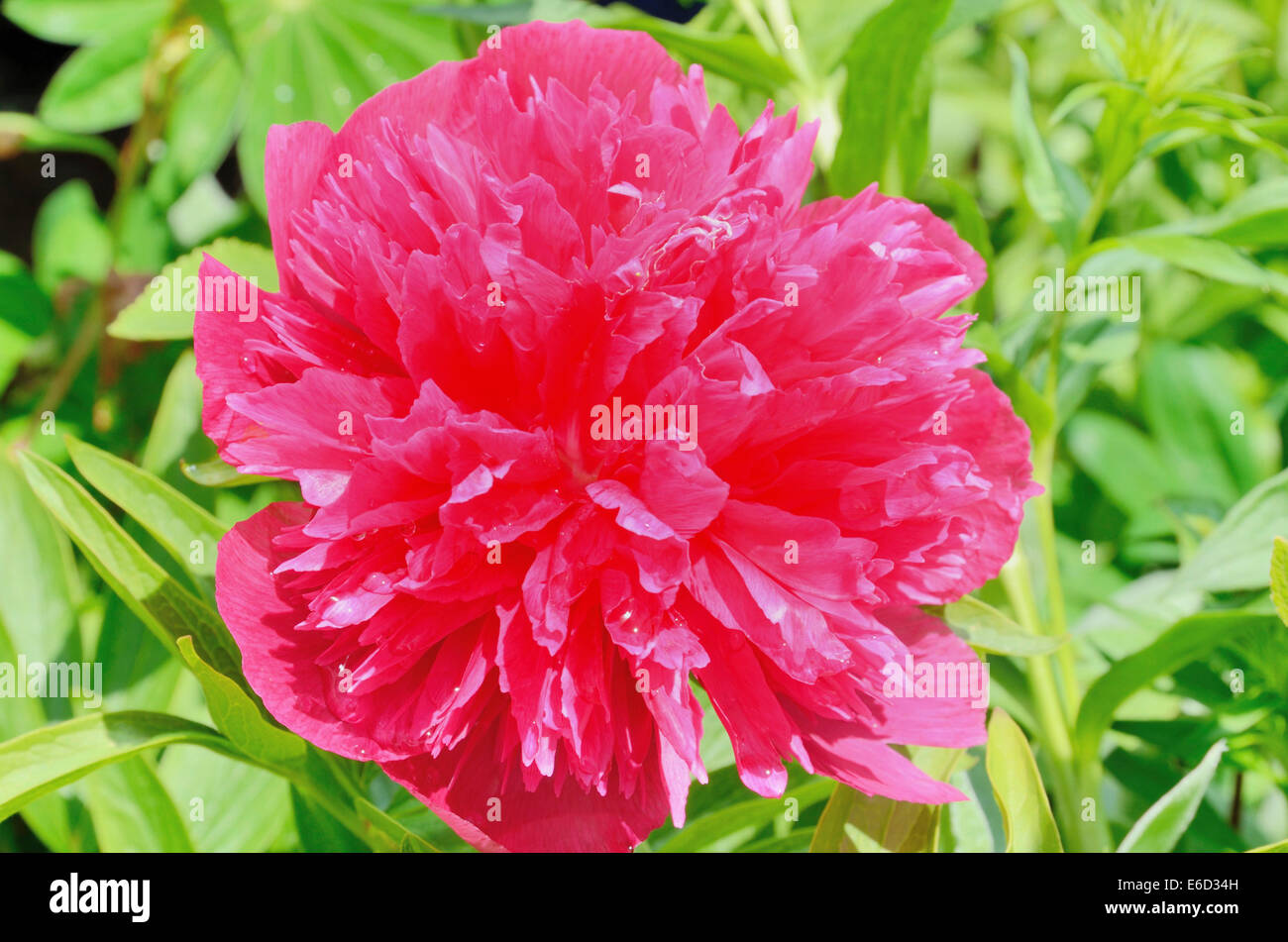 Fleur d'une pivoine, le cultivar d'un portrait de la pivoine (Paeonia daurica ssp.) Banque D'Images