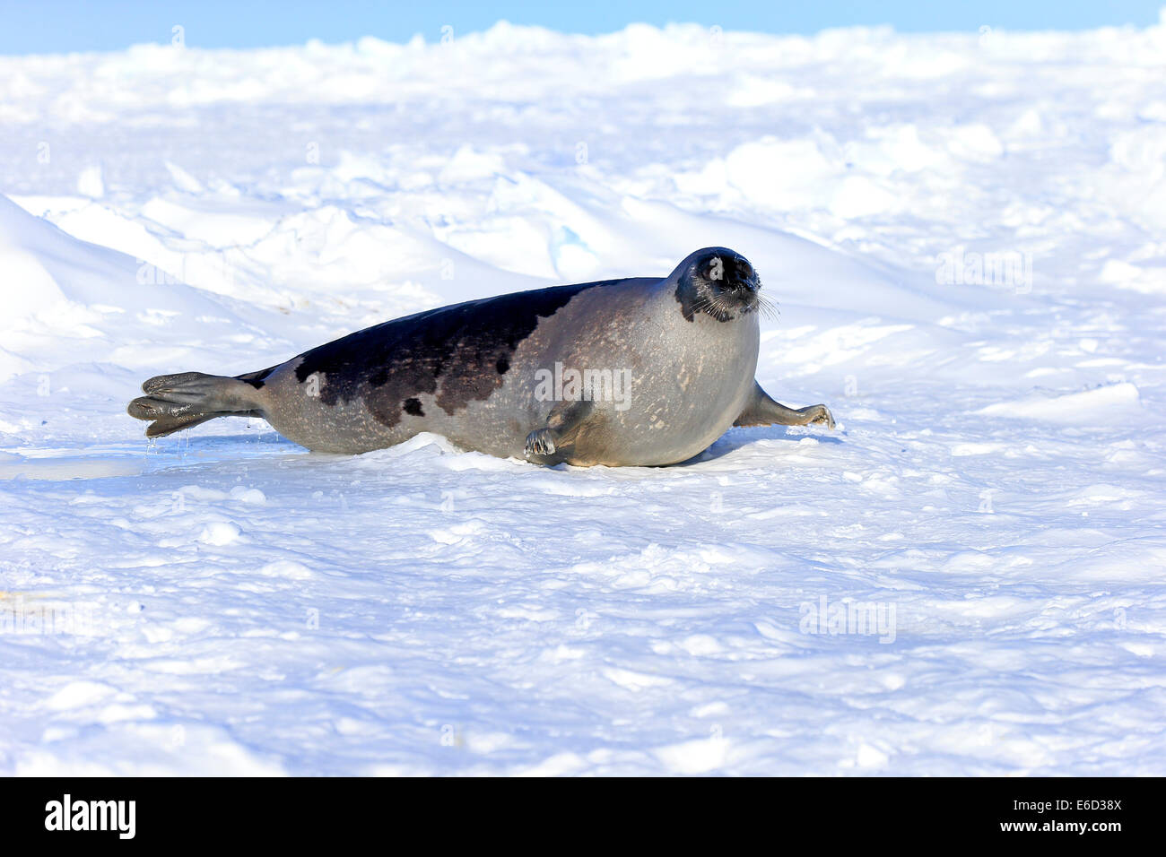 Ou de phoques du Groenland (Pagophilus groenlandicus Saddleback, Phoca groenlandica), adulte de sexe féminin sur la banquise, îles de la Madeleine Banque D'Images