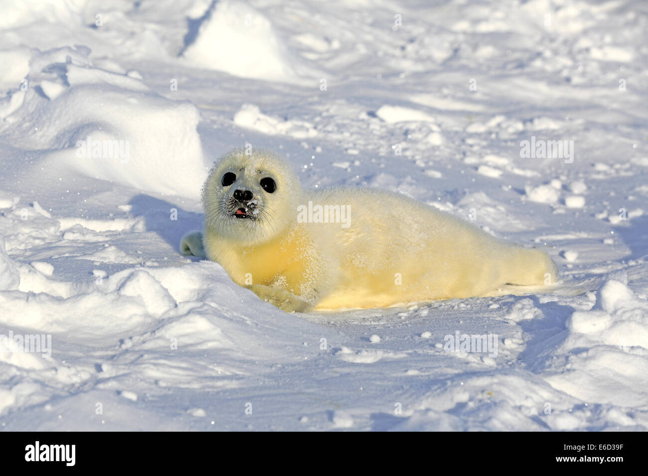 Ou de phoques du Groenland (Pagophilus groenlandicus Saddleback, Phoca groenlandica) pup sur la banquise, îles de la Madeleine Banque D'Images