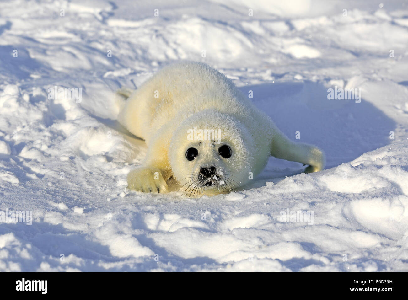 Ou de phoques du Groenland (Pagophilus groenlandicus Saddleback, Phoca groenlandica) pup sur la banquise, îles de la Madeleine Banque D'Images