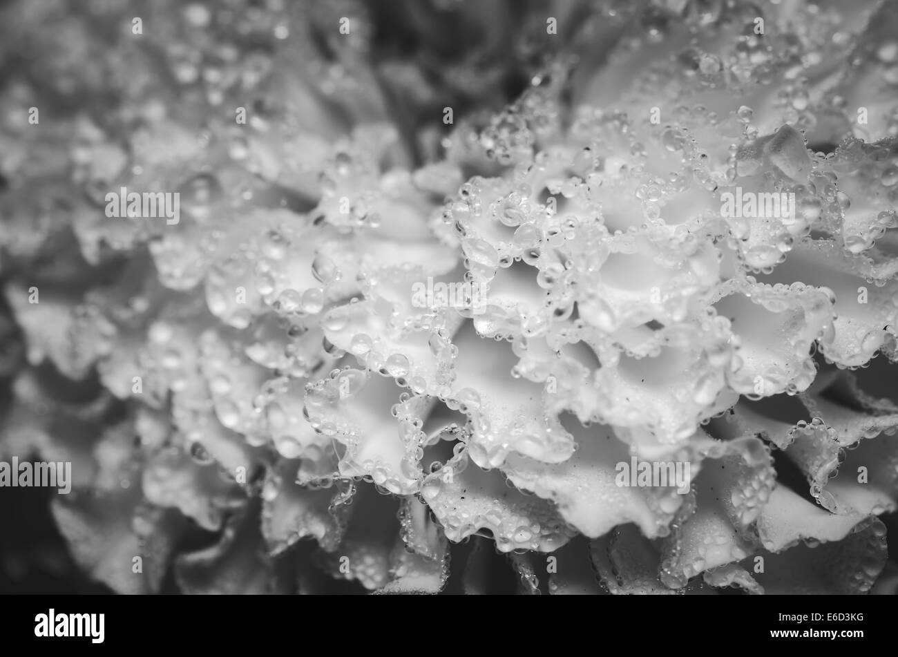Tagètes ou Tagetes erecta fleur et les gouttes d'eau dans la nature ou le jardin Banque D'Images