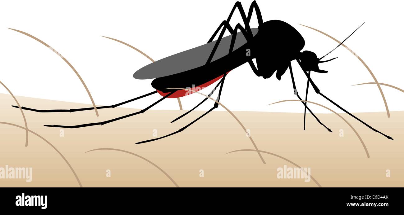 Illustration vectorielle modifiable d'un moustique en suçant le sang de la peau humaine Illustration de Vecteur