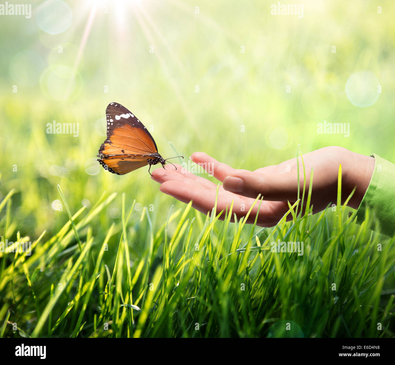 Butterfly dans la main sur l'herbe Banque D'Images