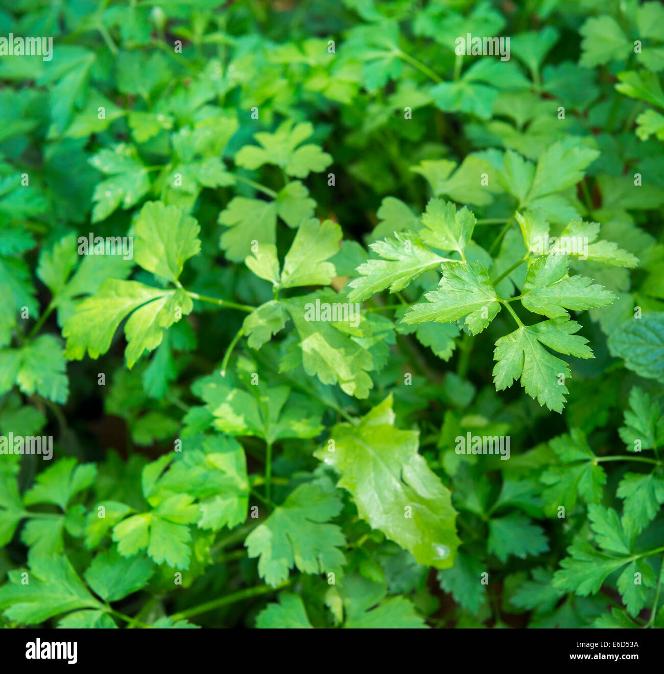 De plus en plus d'herbes coriandre fraîche dans un jardin biologique Banque D'Images