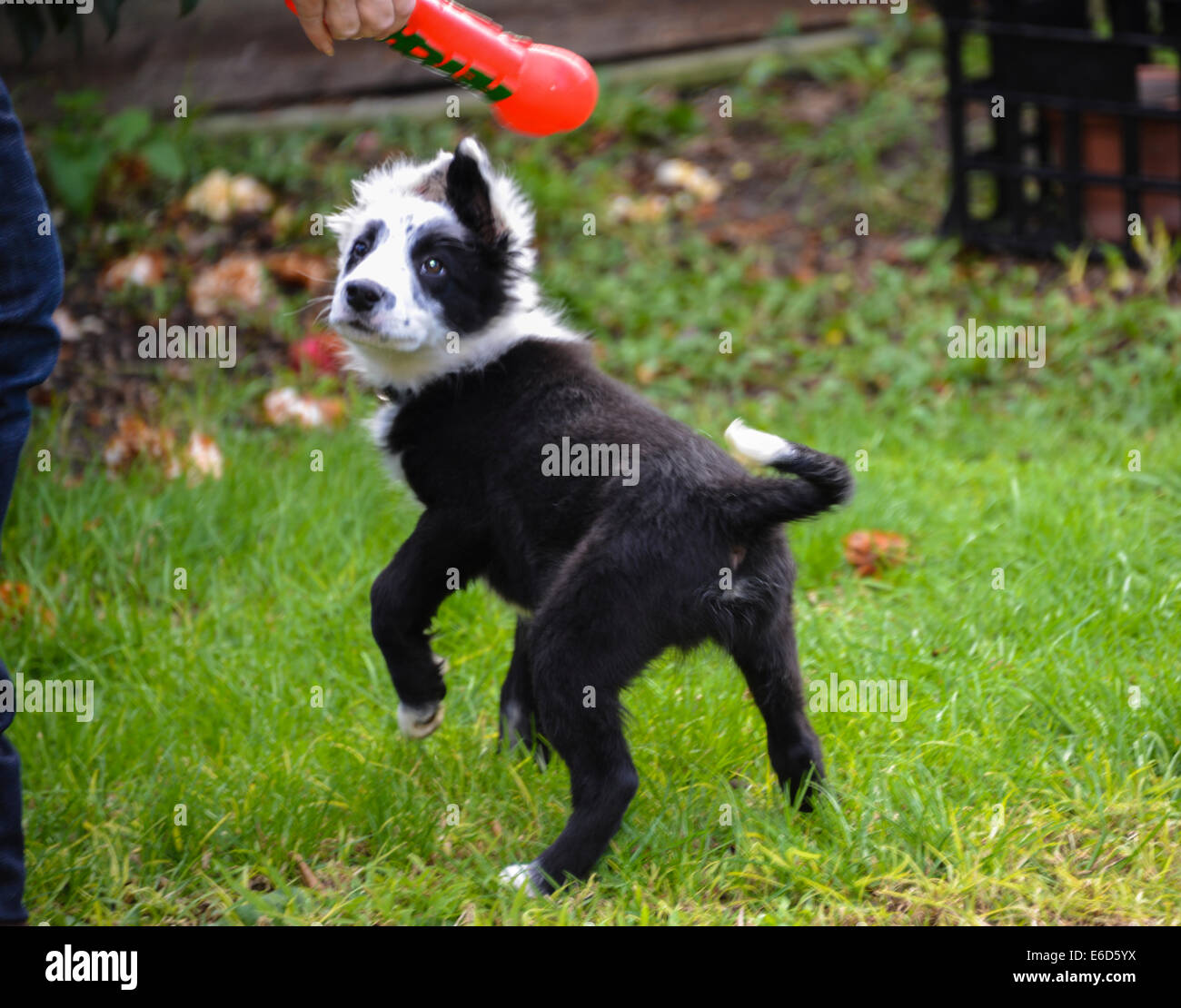 Black And White Border Collie Photos Black And White