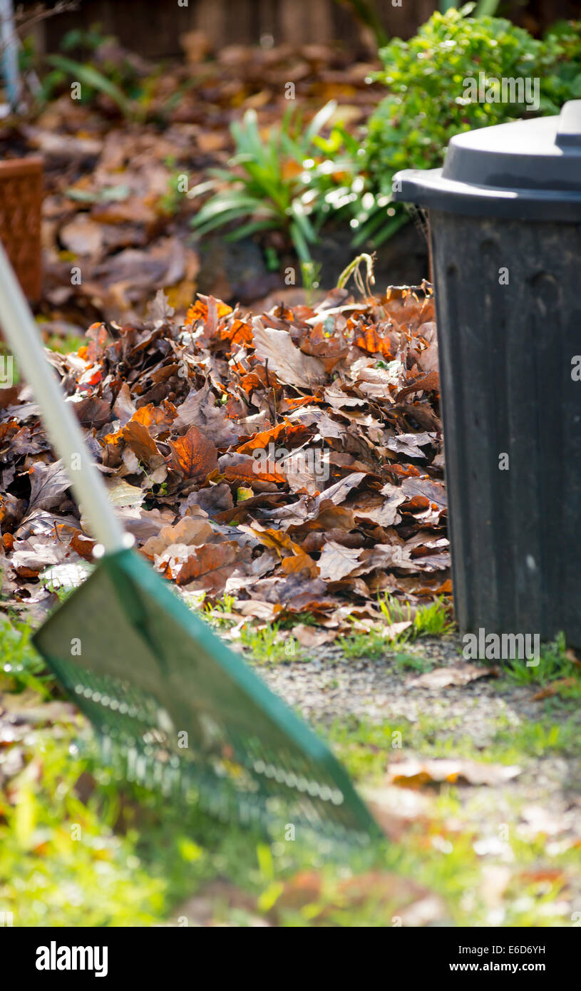 Les feuilles d'automne ratissé jusqu'à l'arrière avec un bac Banque D'Images