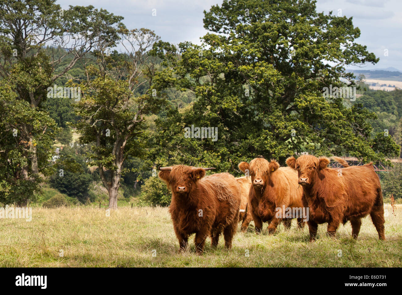 Les jeunes bovins Highland Perthshire sur terrain en ferme, Ecosse, Royaume-Uni Banque D'Images