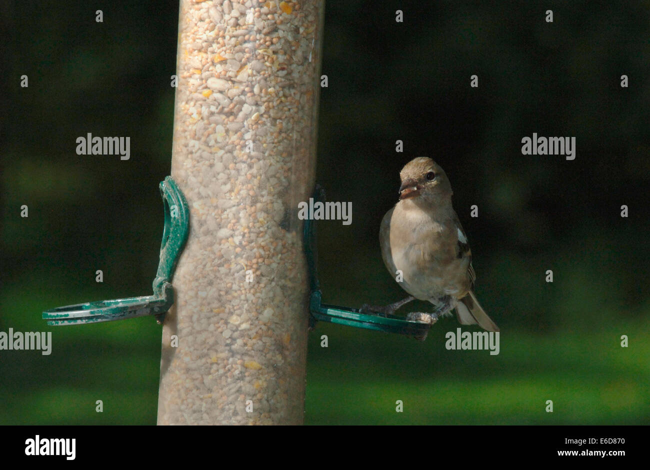 Une femelle Pinson (Fringilla coelebs) sur une graine d'alimentation. Banque D'Images
