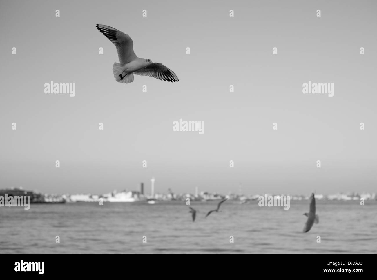 Vol de mouettes au-dessus de la baie de Tokyo Banque D'Images