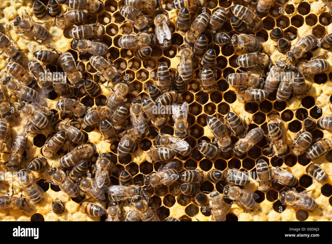Fermer la vue de l'anglais dans les abeilles travailleur principalement la préparation de la ruche de cellules vides pour les nouveaux oeufs d'être portées par la reine. UK Banque D'Images