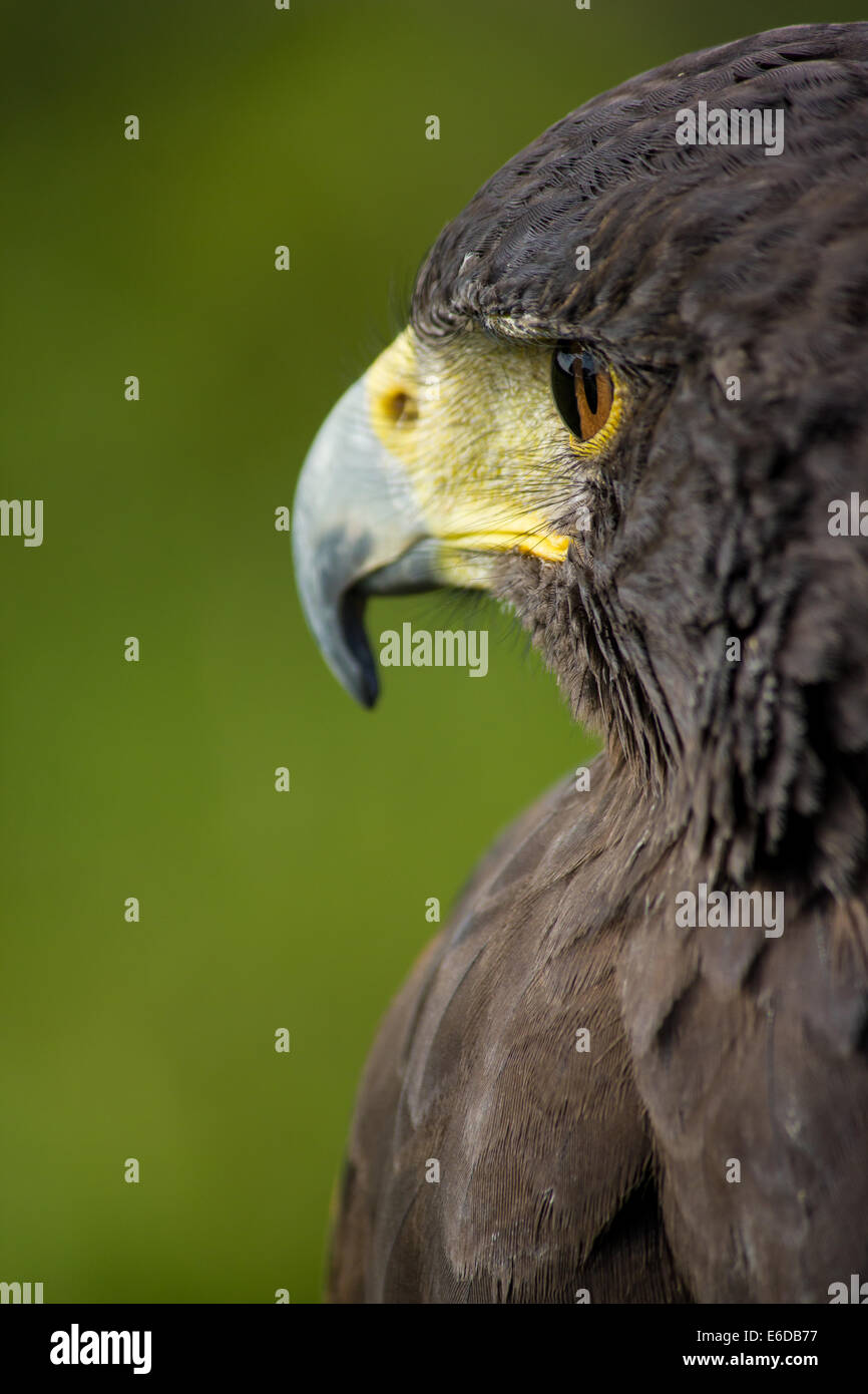 Harris Parabuteo unicinctus Hawk, un portrait d'une main-d'Harris hawk utilisé par un Falconer pour le contrôle des parasites, Staffordshire, Royaume-Uni, se Banque D'Images