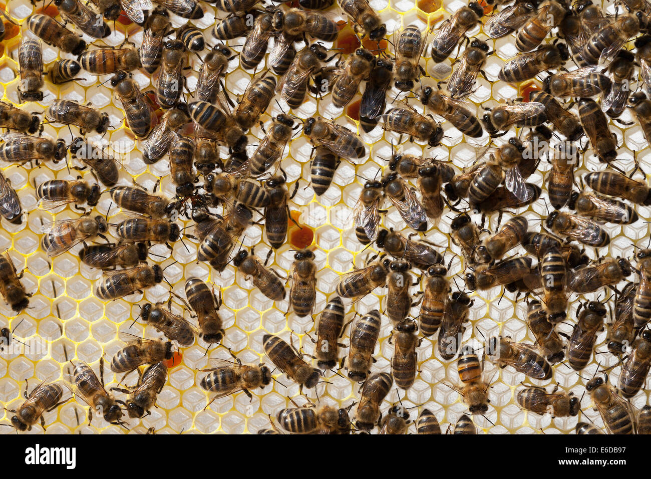 Les ouvrières du miel anglais dans un tout nouveau bâtiment de la ruche miel avec du pollen orange étant inséré au hasard à travers les cellules. UK Banque D'Images