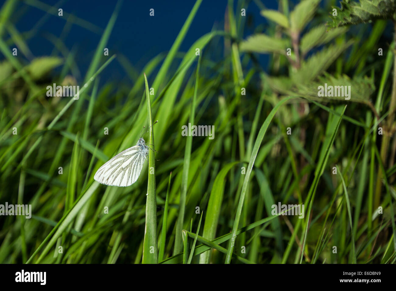 Blanc veiné vert pieris napi, un Britannique commun papillon, facilement reconnaissable à ses ailes blanches et épaisses, ce motif foncé Banque D'Images