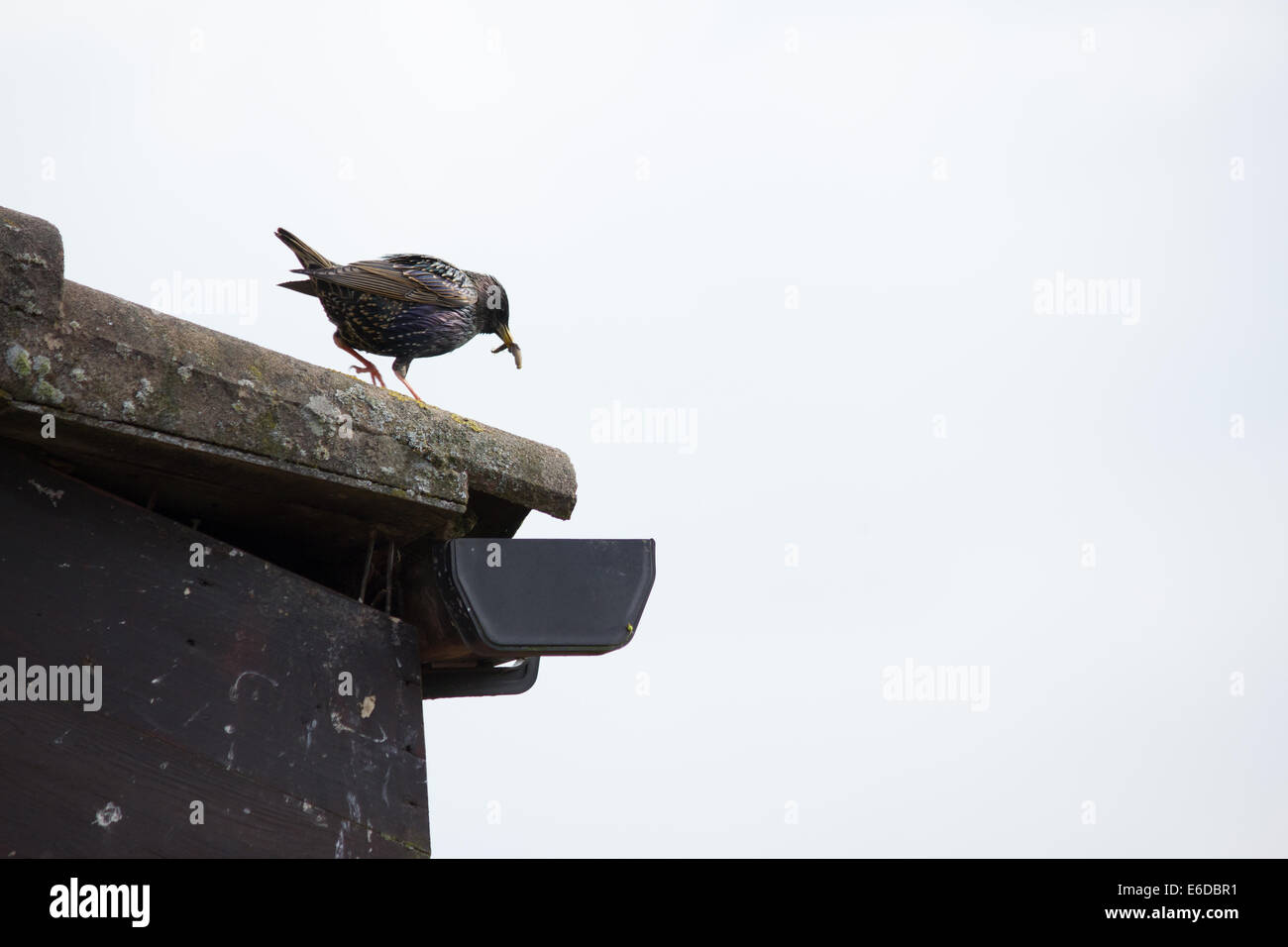 Starling sturnus vulgaris oiseaux adultes, un va et vient de son nid dans l'avant-toit d'une maison, en fournissant de la nourriture pour ses jeunes Banque D'Images