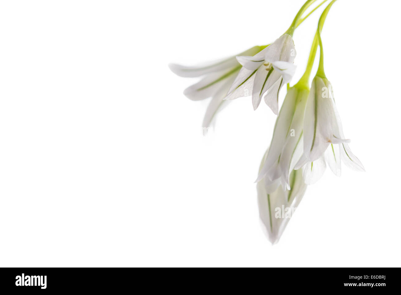 Three-cornered le poireau, Allium triquetrum, la fleur blanche de cette plante sur un fond blanc. Banque D'Images