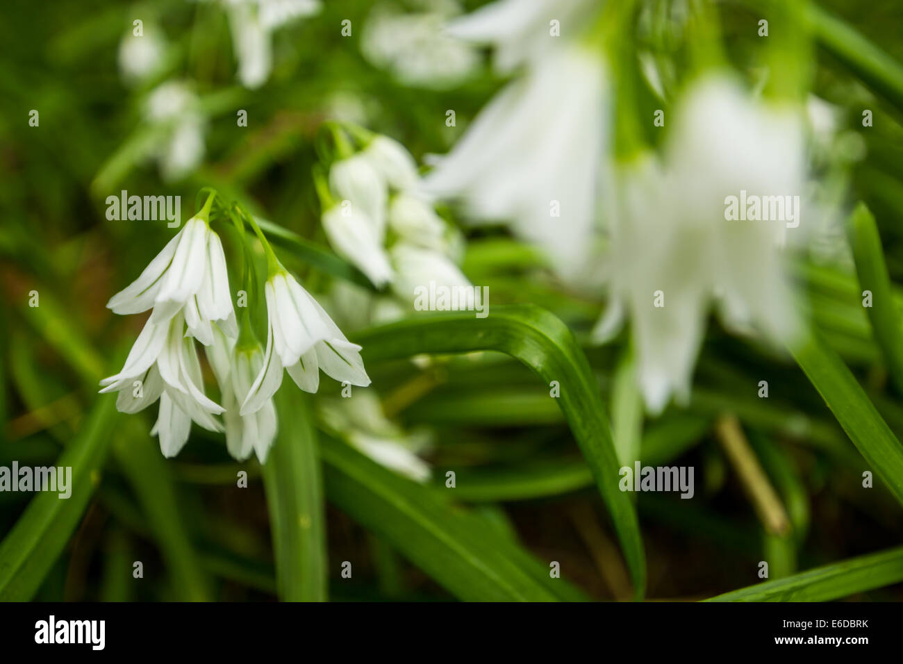 Trois coins de poireau Allium triquetrum, une image des fleurs de cette plante comestible photographiées in situ, Isles of Scilly Banque D'Images