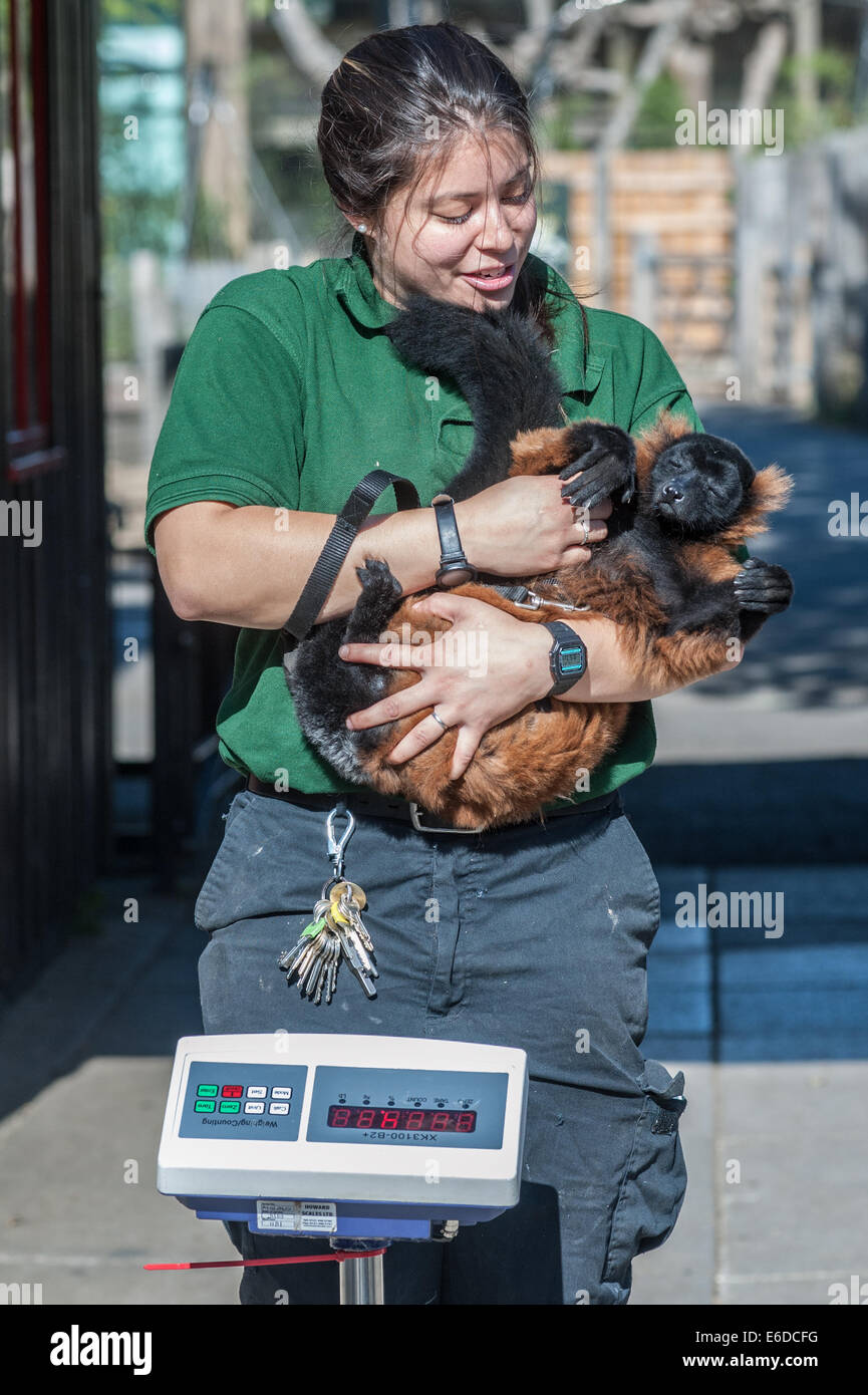 Londres, Royaume-Uni. 21e Août, 2014. zookeeper Angel Lawson pèse et mesure une gélinotte rouge nommé Lemur Cid pesant 4,34 kg pendant la pesée annuelle qui a lieu au ZSL London Zoo. Zoos passent des heures d'enregistrement chaque année les statistiques de l'état de chaque animal, ce qui leur permet de garder un contrôle sur leur bien-être global. Credit : Piero Cruciatti/Alamy Live News Banque D'Images