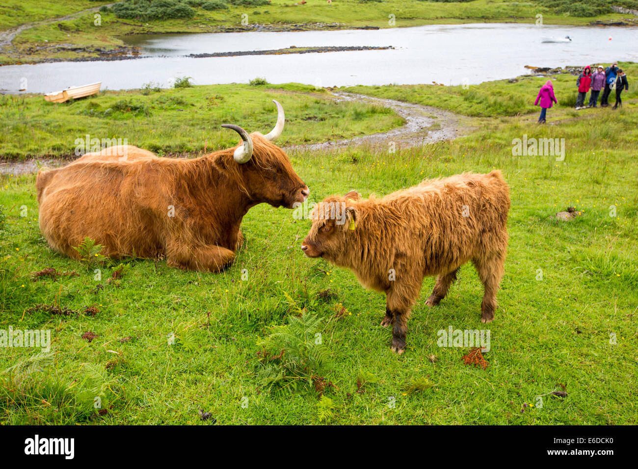 La mère et son veau Highland cattle près de Tobermory, Isle of Mull, Scotland, UK. Banque D'Images