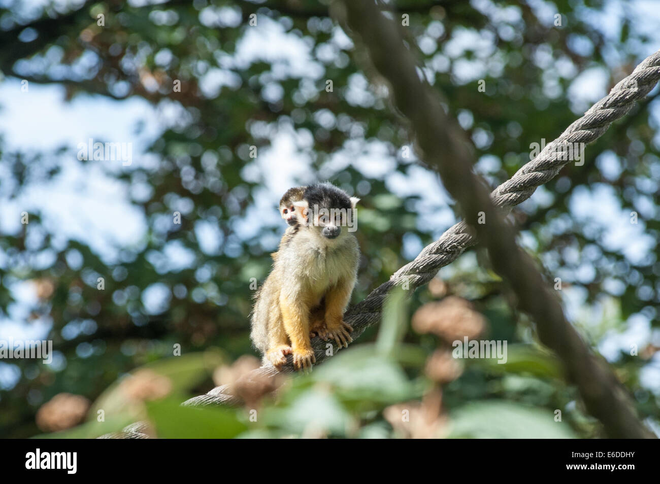 Londres, Royaume-Uni. 21e Août, 2014. Un singe-écureuil au cours de la ZSL London Zoo animal annuel du pesage en Londres. Zoos passent des heures d'enregistrement chaque année les statistiques de l'état de chaque animal, ce qui leur permet de garder un contrôle sur leur bien-être global. Credit : Piero Cruciatti/Alamy Live News Banque D'Images