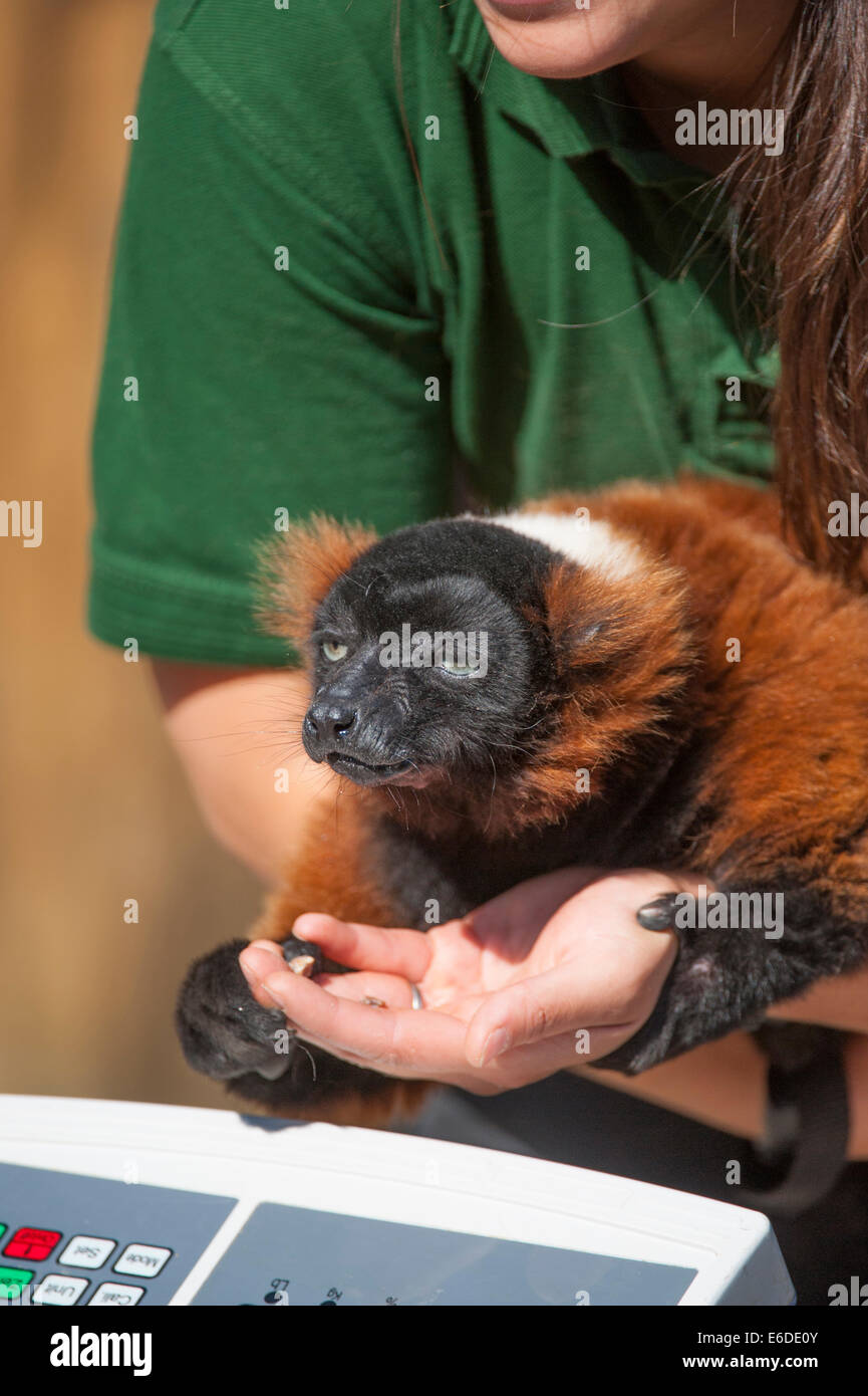 Le Zoo de Londres, Londres, Royaume-Uni. 21e Août, 2014. Une Gélinotte Red Lemur la pesée et mesurée au ZSL London Zoo's pesée annuelle en 2014. En plus d'être un indicateur clé du bien-être général, des contrôles de poids et tour de taille peut également aider à détecter les grossesses de gardiens en voie de disparition qui font partie de la conservation internationale des Zoos les programmes de sélection. Credit : Malcolm Park editorial/Alamy Live News Banque D'Images