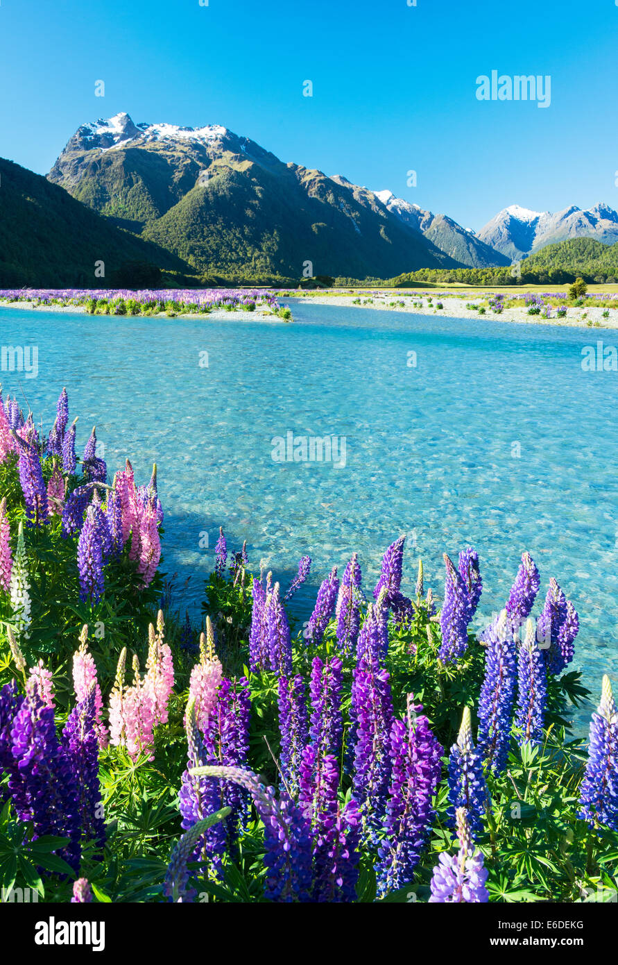 L'Eglinton River près de Milford Sound dans le Parc National de Fiordland Southland en Nouvelle-Zélande. Banque D'Images