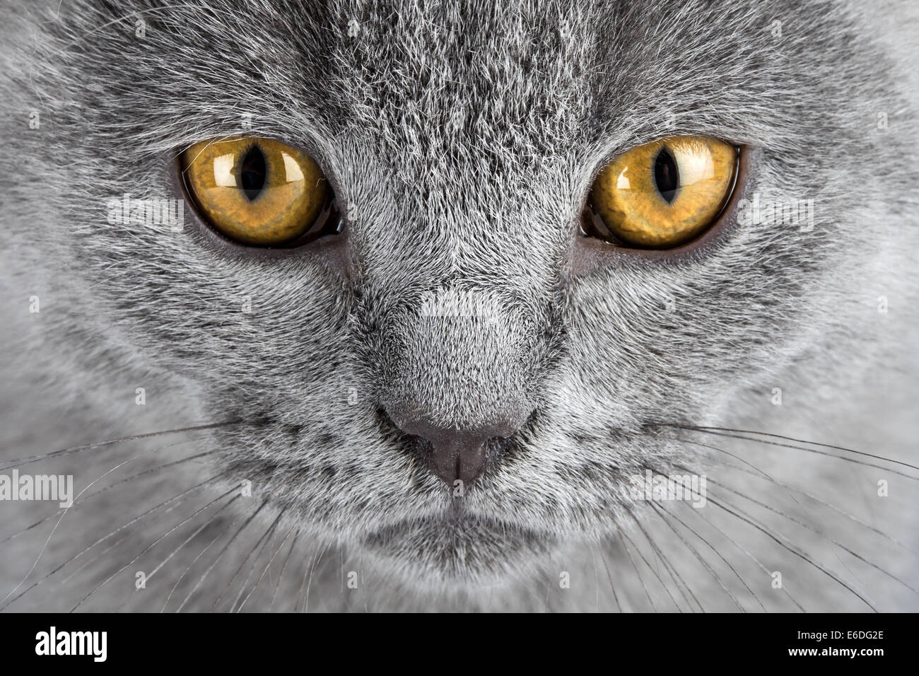 Gros plan du visage de chaton bleu Banque D'Images