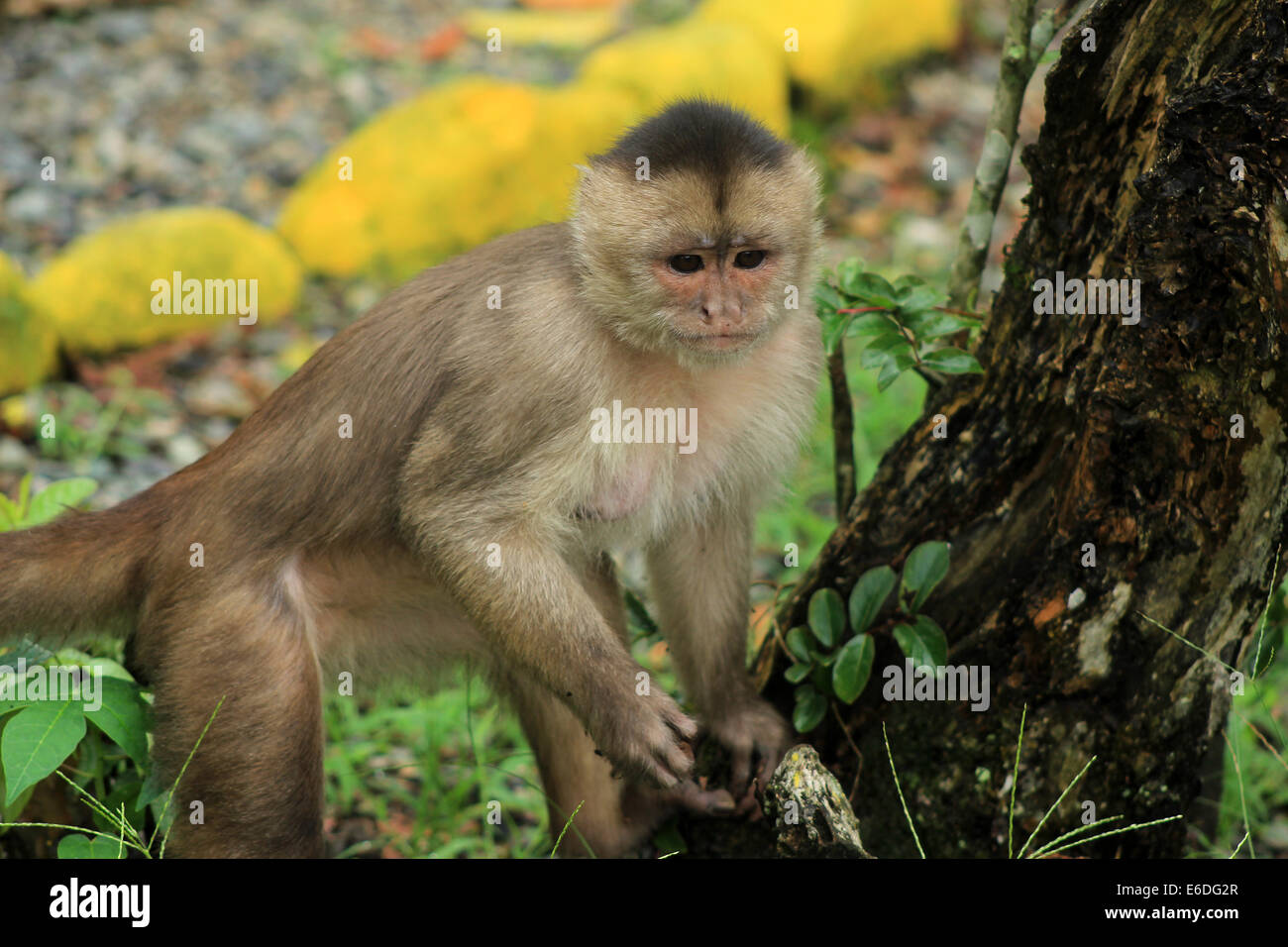 Un singe sauvage dans un parc en Mishaulli, Equateur Banque D'Images