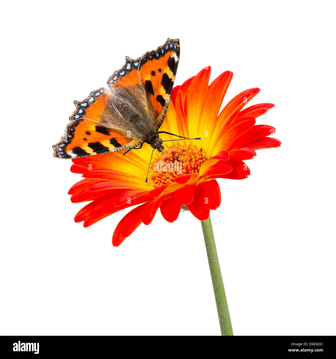 Papillon sur fleur orange isolé Banque D'Images