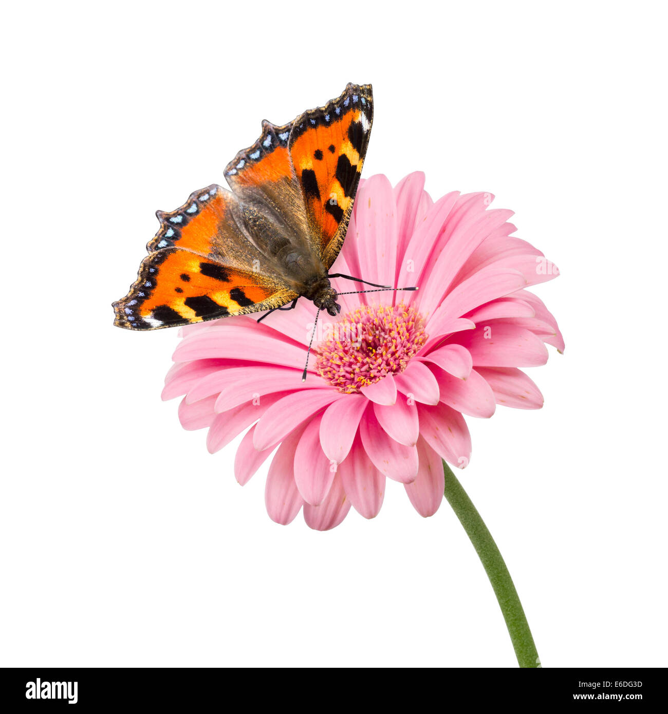 Papillon sur fleur rose isolated Banque D'Images