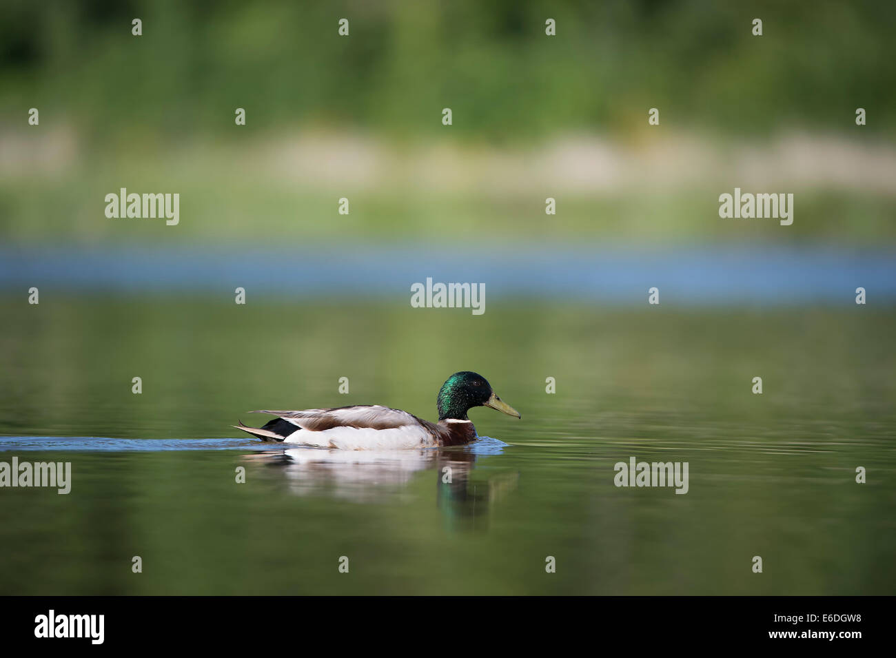 Canard colvert dans un marais dans la région de la Dombes, Ain, France Banque D'Images