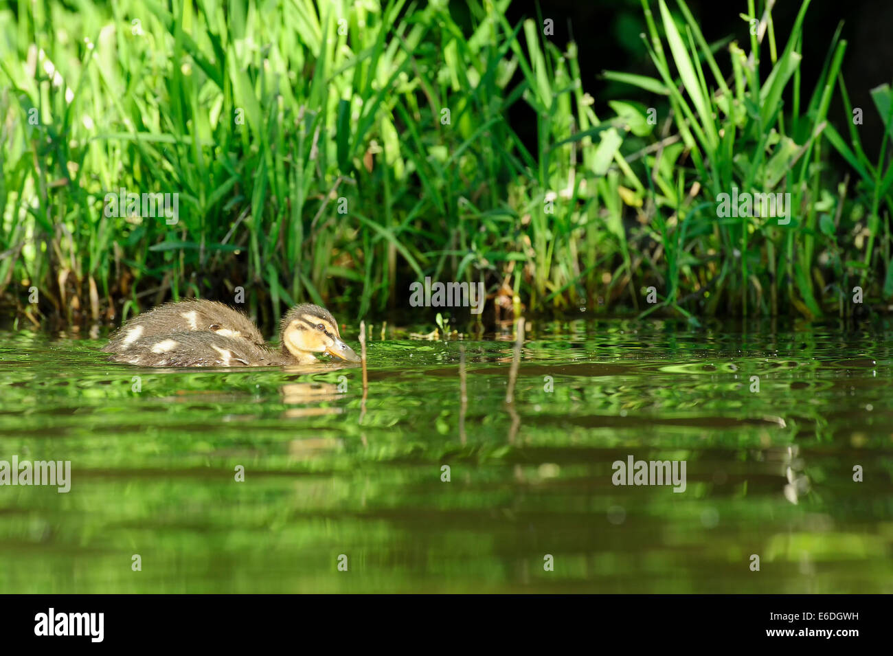 Canard colvert dans un marais dans la région de la Dombes, Ain, France Banque D'Images