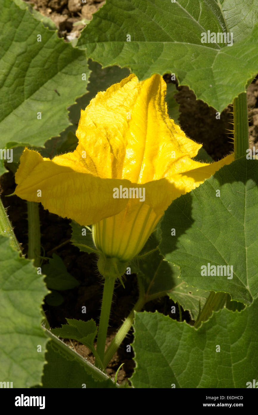 Une fleur de courge au milieu de l'image entourée par des feuilles Banque D'Images