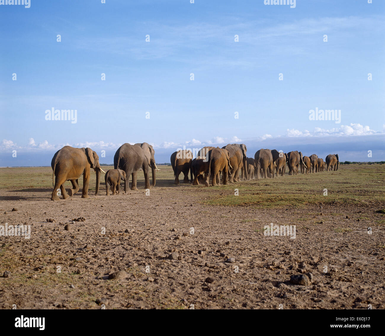 troupeau d’éléphants Banque D'Images