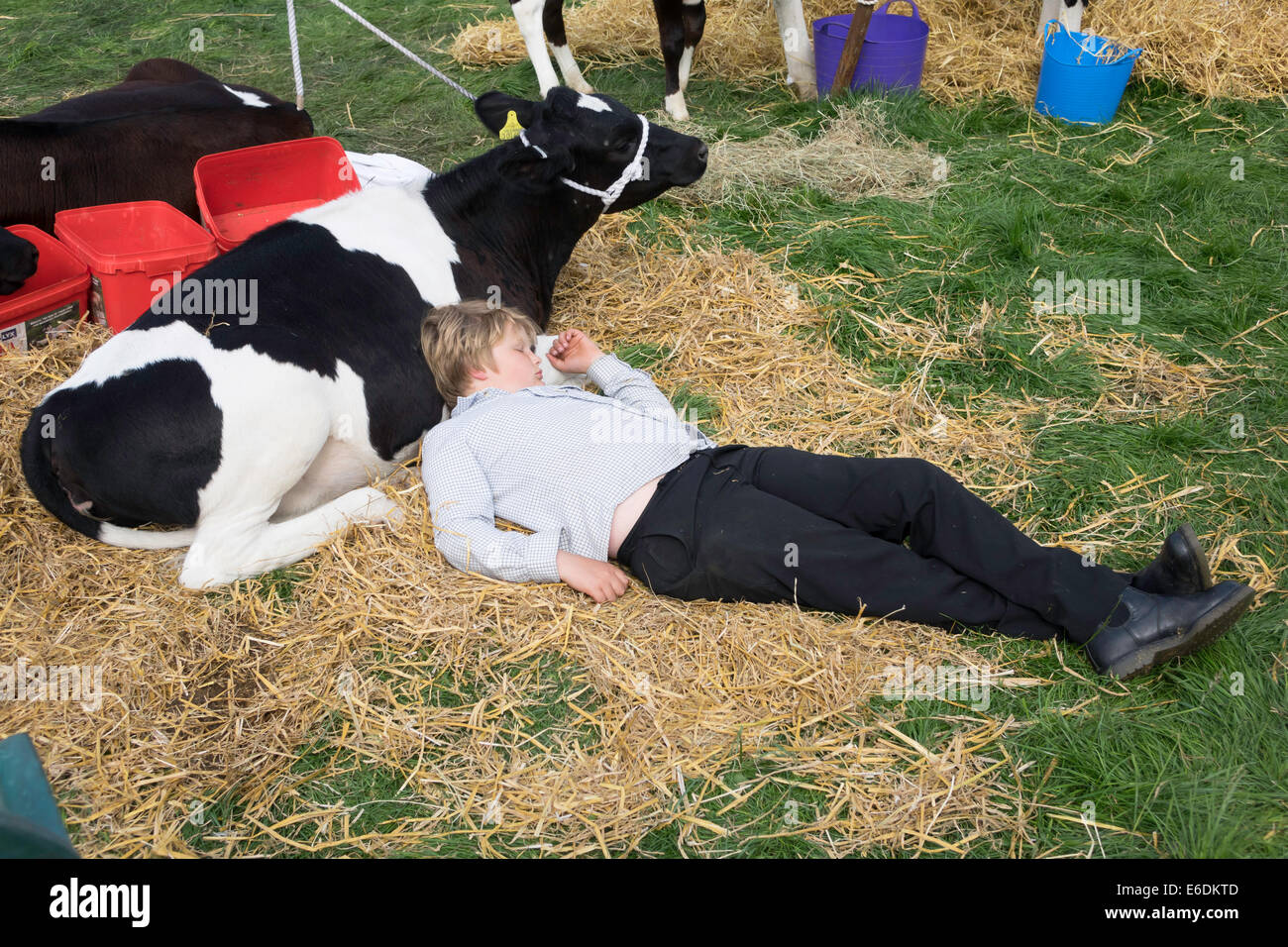 Les agriculteurs d'un garçon endormi par son veau noir et blanc au Salon de l'agriculture 2014 Egton Banque D'Images