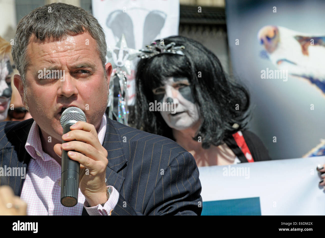 Londres, Royaume-Uni. 21 août, 2014. Dominic Dyer parle de manifestants devant la Haute Cour de Londres comme le blaireau Trust demander une révision judiciaire contre le DEFRA Secrétaire d'État Liz Truss et Natural England sur la très controversée du gouvernement la politique de réforme du blaireau. Banque D'Images