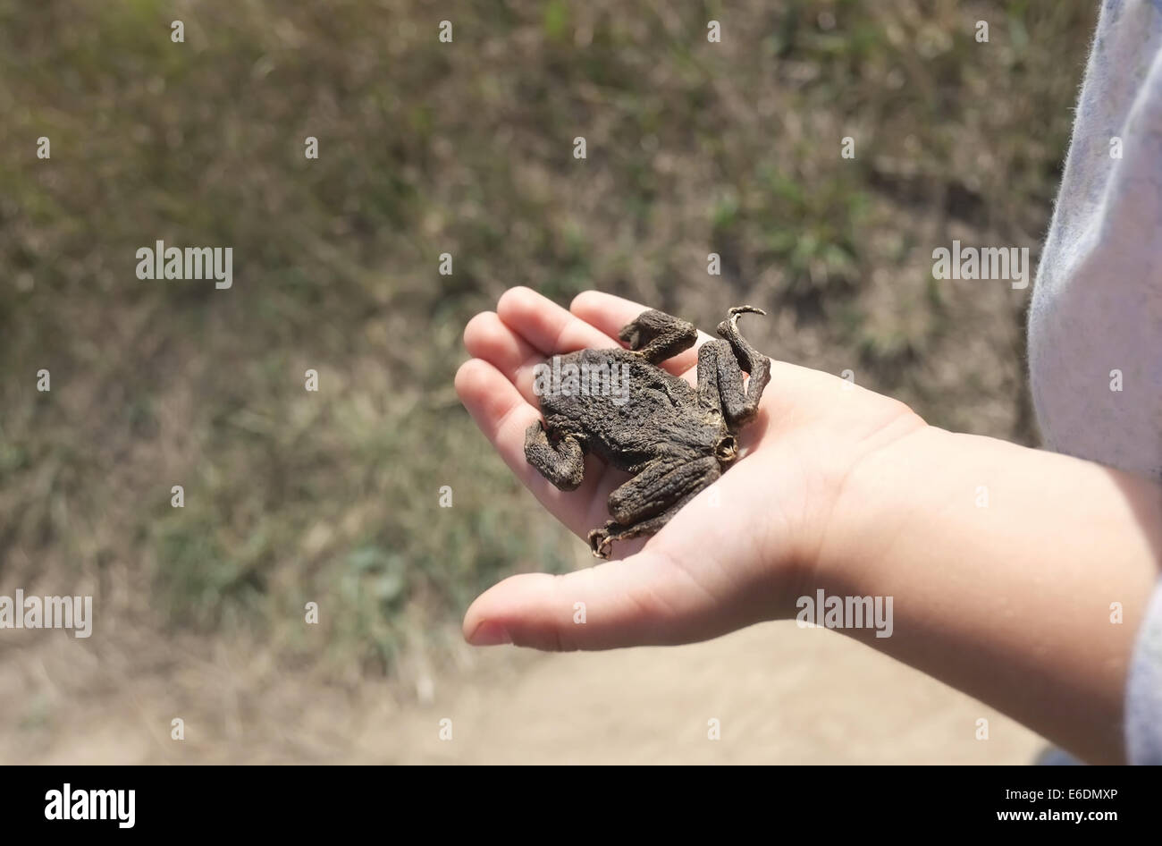 Crapaud mort Banque de photographies et d’images à haute résolution Alamy