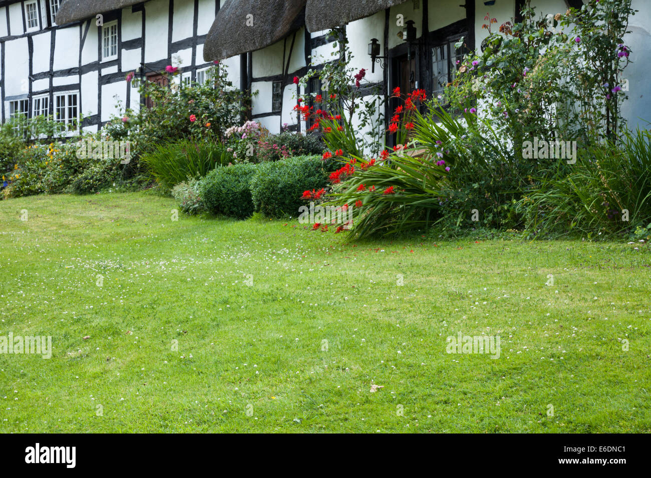 Les Roses et les petits pois autour de plus en plus d'une rangée de maisons à pans de chaumières dans le joli village de Welford sur Avon dans le Warwickshire, en Angleterre. Banque D'Images