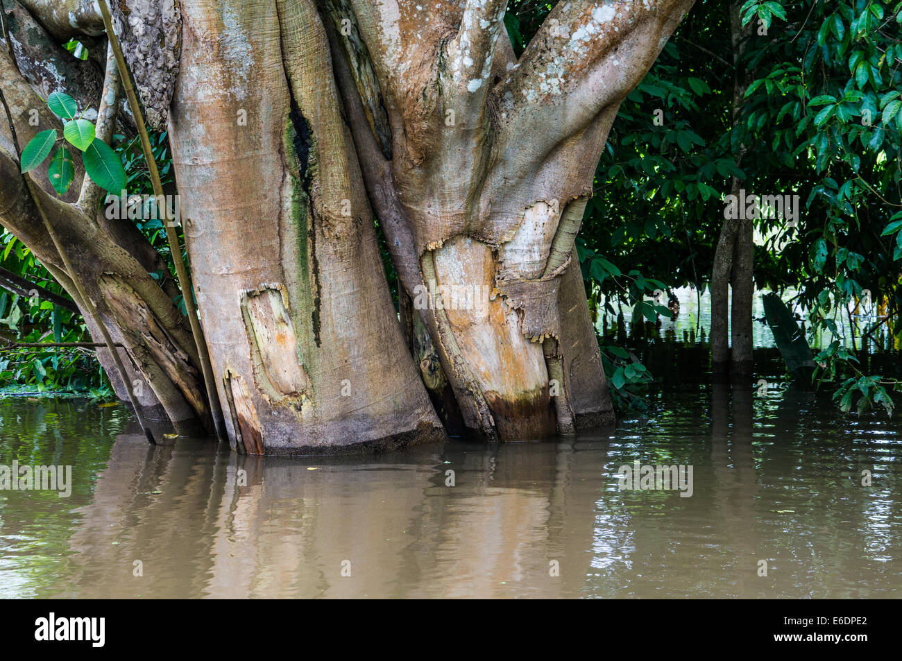 Amazon River scenics Banque D'Images
