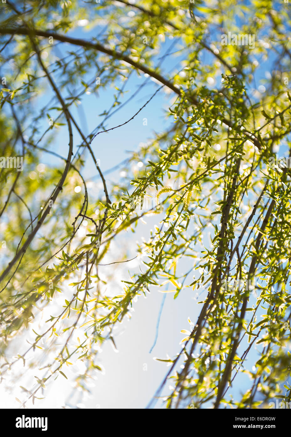 Feuilles vert printemps saule pleureur blue sky in sun shine Banque D'Images