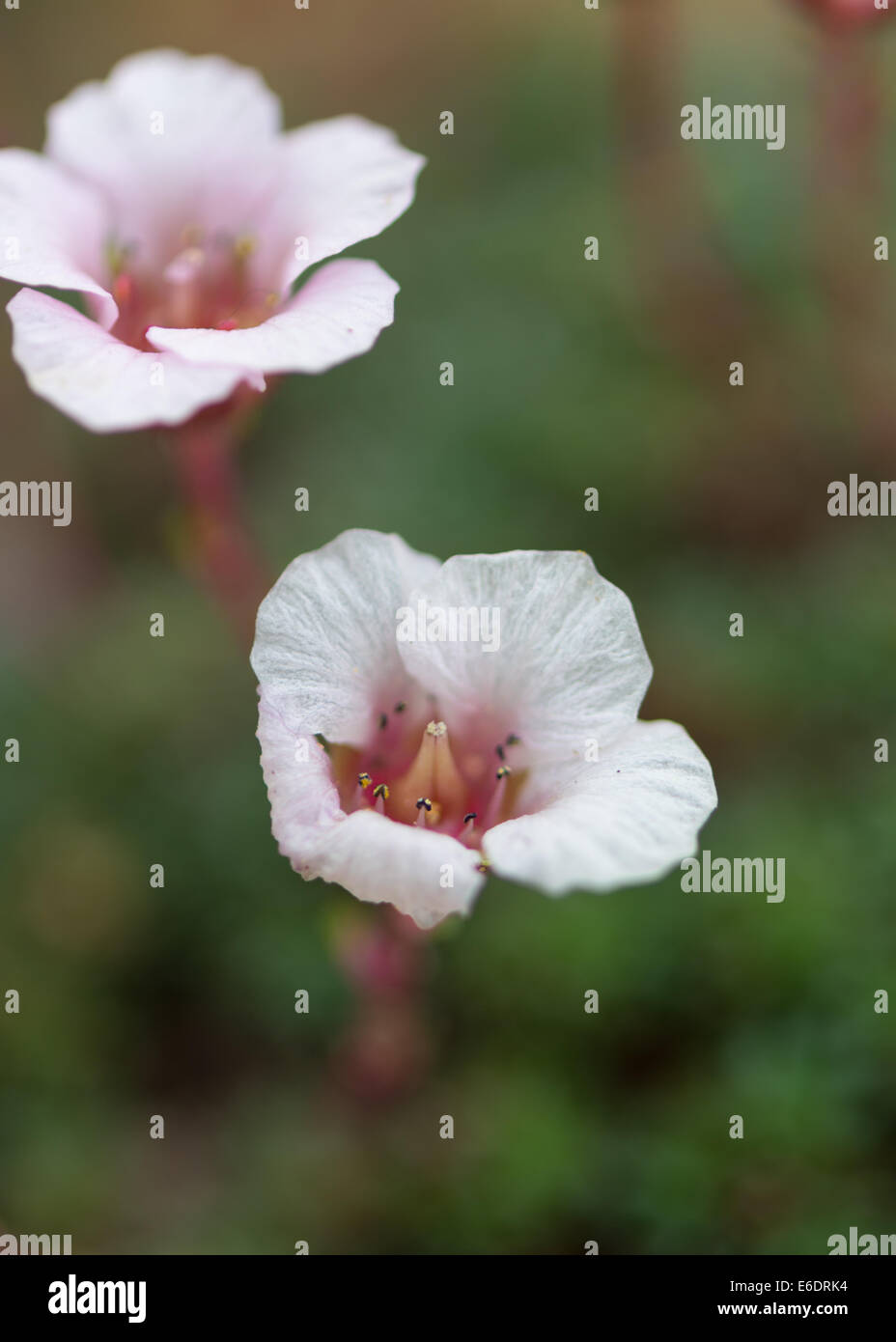 Blanc Rose Fleur alpine fond vert Banque D'Images