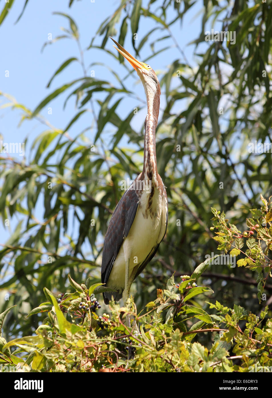 Un jeune Aigrette tricolore perches dans un arbre de nidification.Head looking up. Banque D'Images