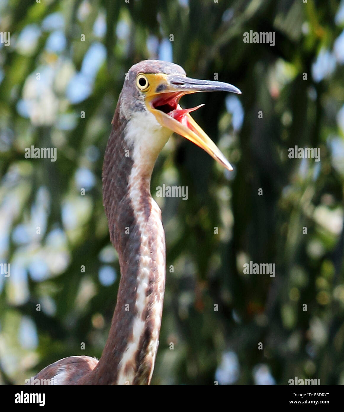 Close up of a young Aigrette tricolore se percher dans un arbre de nidification.Sticking out tongue. Banque D'Images