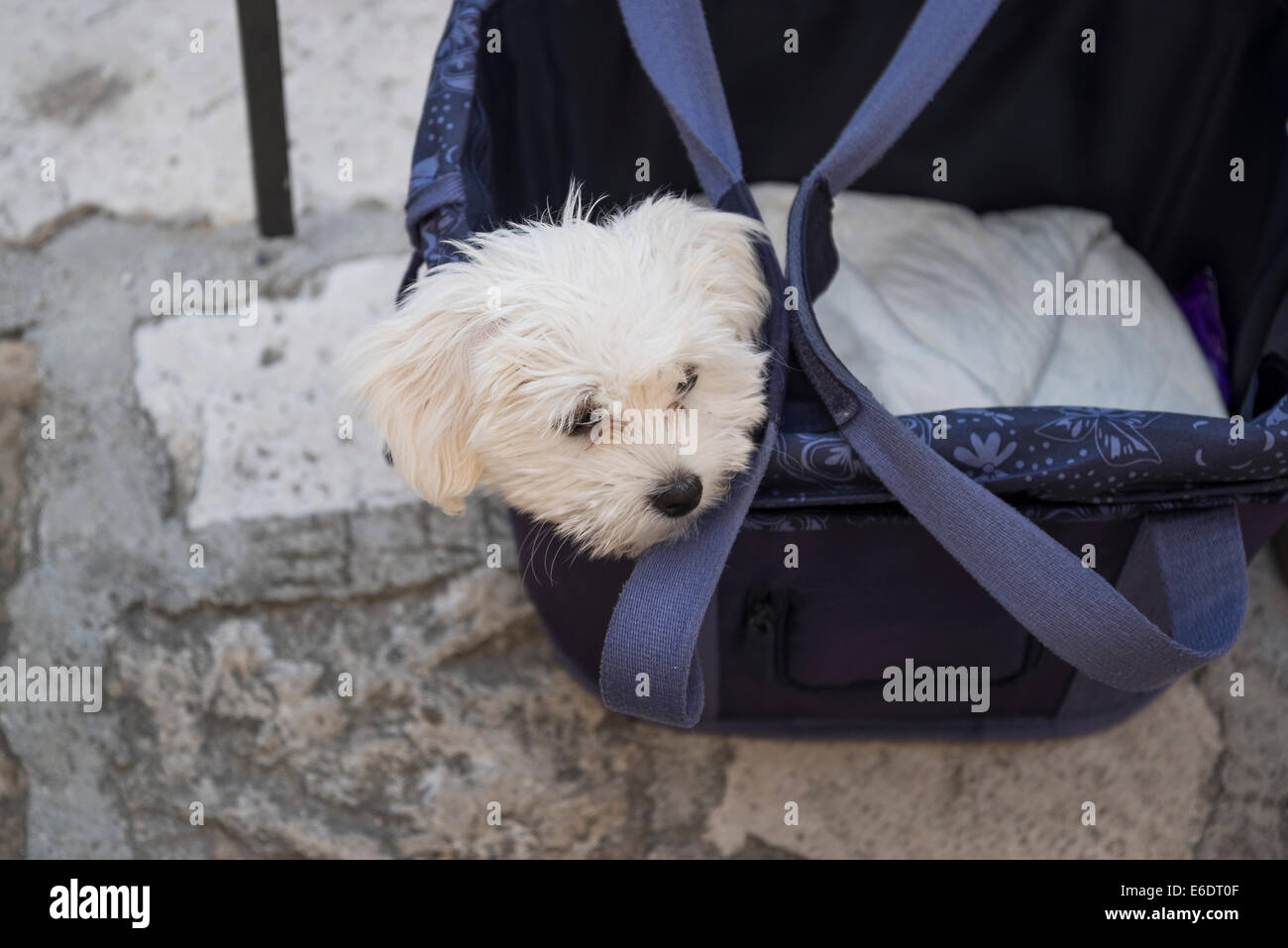 Petit chien dans un sac de voyage Banque D'Images