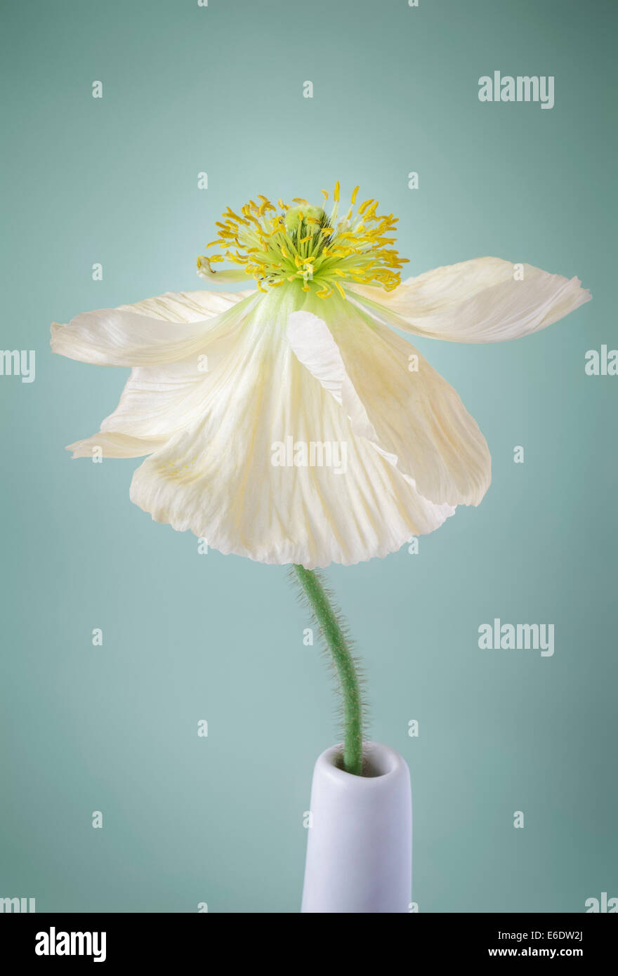 Single white coquelicot sur fond vert pâle Banque D'Images