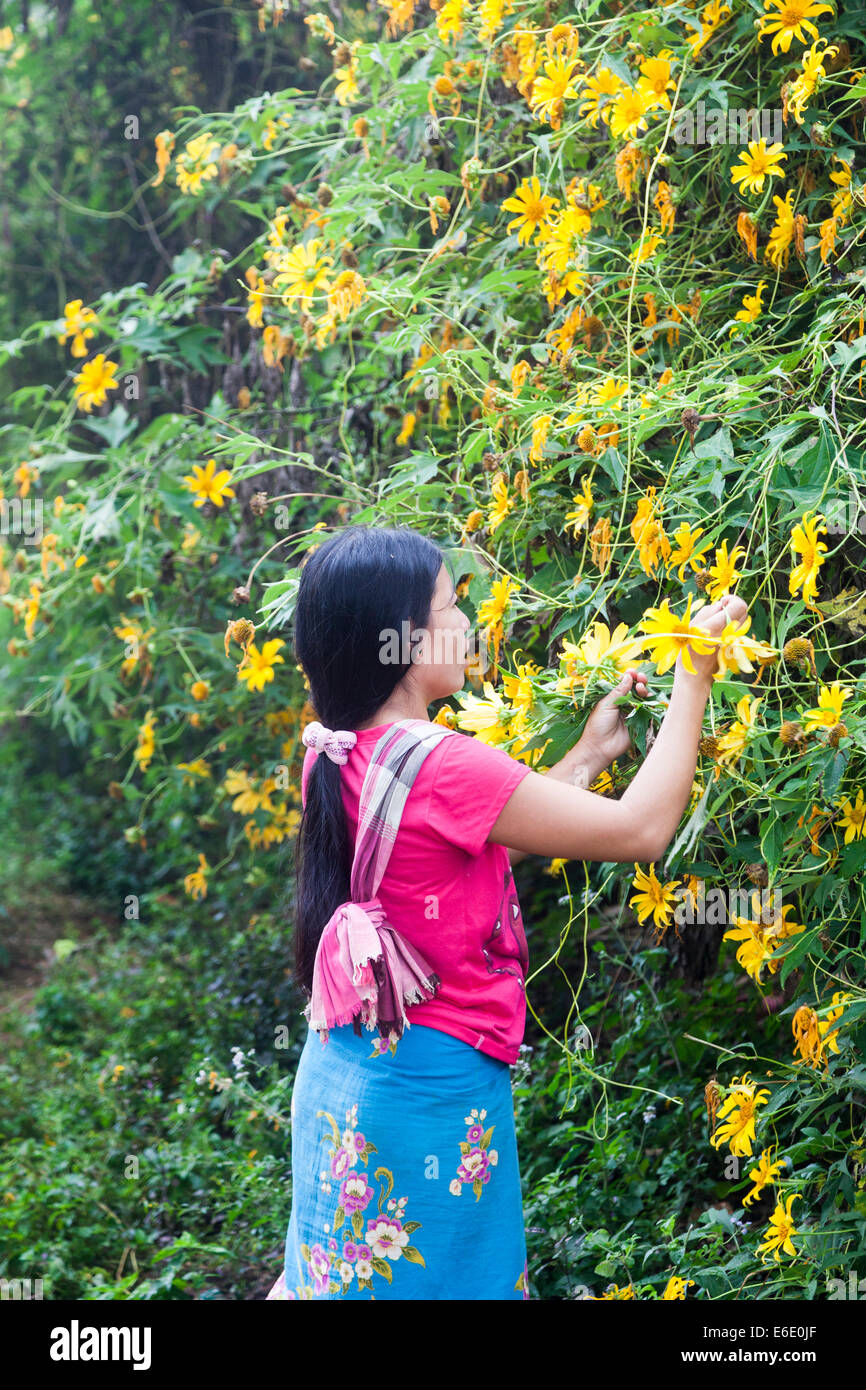 Habillés de couleurs vives attrayantes fleurs jaunes cueillette villageois Lahu à Chiang Khong, dans la province de Chiang Rai, dans le nord de la Thaïlande Banque D'Images