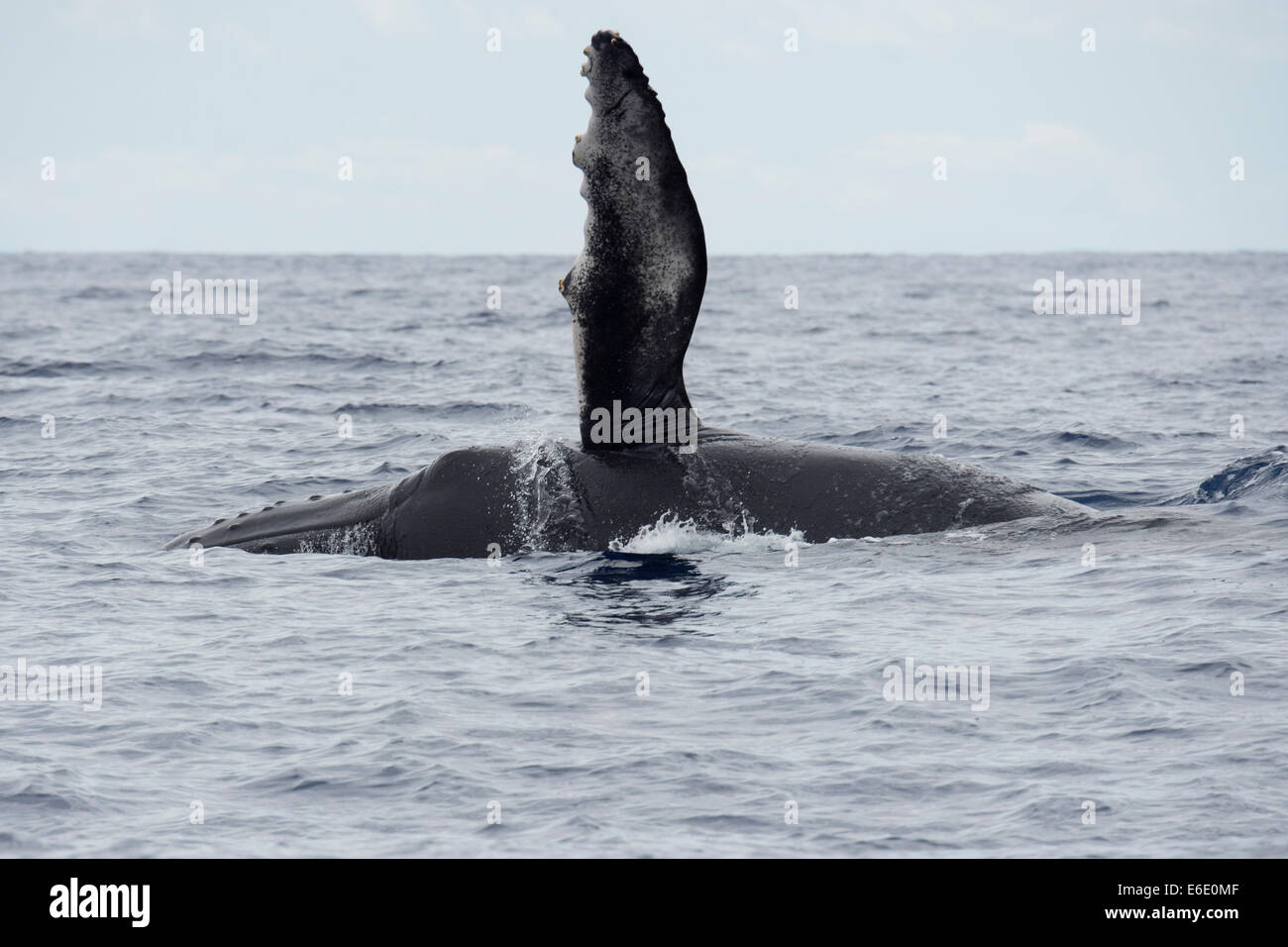 Veau de baleines à bosse (Megaptera novaeangliae) avec flipper gauche soulevée. Açores, Océan Atlantique. Banque D'Images